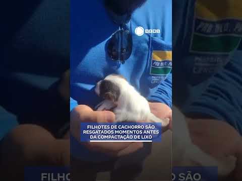 Filhotes de cachorro são resgatados momentos antes da compactação.📲 #RecordNews #Notícias #Shorts