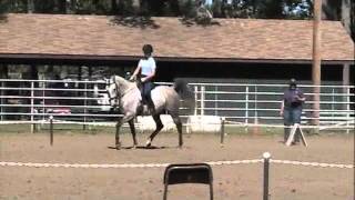 Anastasia Dextana -Andalusian Arabian mare for sale