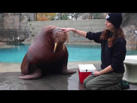 Training Time with our Walrus