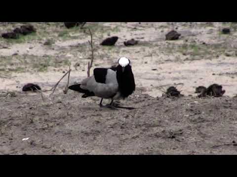 Djuma: Blacksmith Lapwing adult and one chick(hatched Nov. 18) - 06:52 - 11/21/18