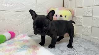 フレンチブルドッグの動画01