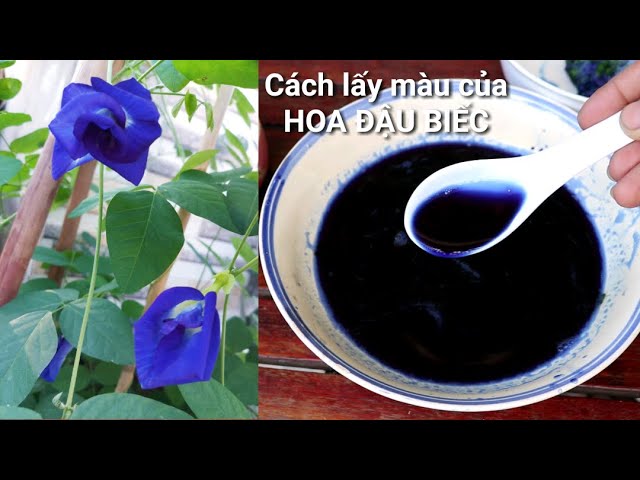 Cách Nấu Xôi Hoa đậu Biếc