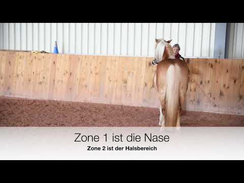 6. Seitwärtskonzept, Horsemanship, Pferd seitwärts richten