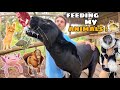 FEEDING MY ANIMAL FAMILY Property Tour
