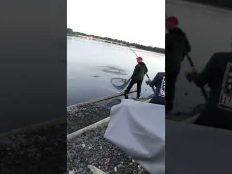 8,1kg lohi, 12.7.2022 MERIKOSKI PUNTTIKALASTUS