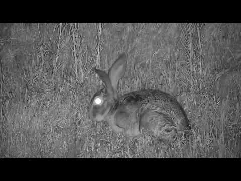 Djuma: Scrub Hare feeding and sleeping Butterfly - 19:38 - 11/15/2023
