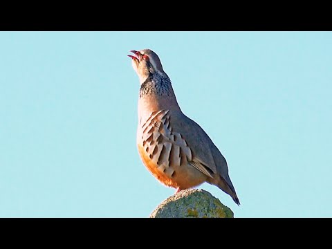 Red-legged Partridge Call — Perdiz-vermelha