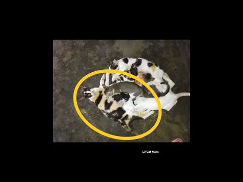 My beloved Salma #lrcatmom #cat #pets #neverforgotten #catlovers #petlovers