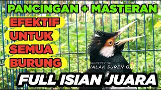 Download lagu Masteran Jalak Suren Mudah Ditiru Gacor Full Isian Variasi Mewah Suara Unik mantap mp3 Download lagu Masteran Jalak Suren Mudah Ditiru Gacor Full Isian Variasi Mewah Suara Unik mantap mp3