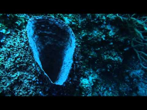 Exploring Bloody Bay Wall