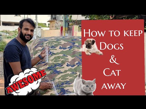 How to avoid Dog and cat scratching your car |How to stop Dog climbing on car