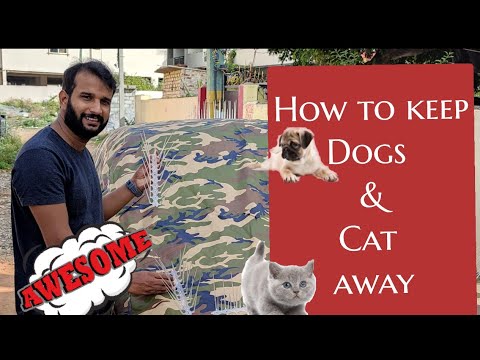 YouTube video about: How to keep dog away from car?