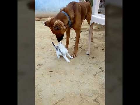 Challasricharansingh