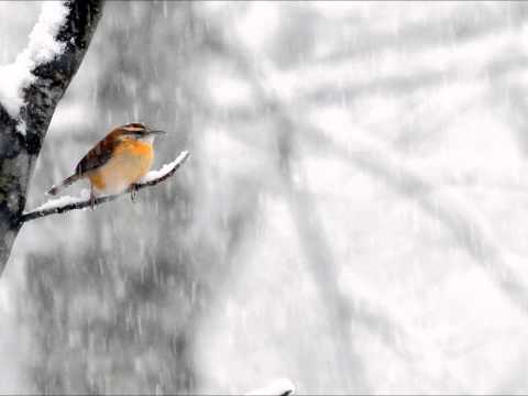 Wrens Dancing on the Snow - Hour of the Angelus