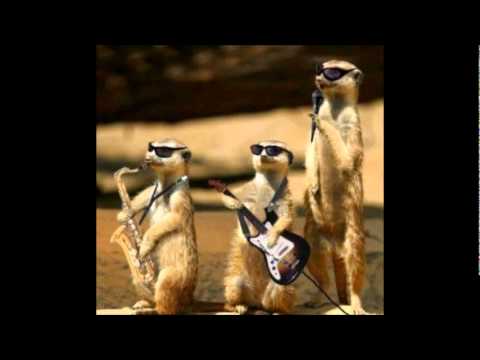 cigányzene vs. fedde le grand