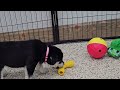 Goberian dogs for sale: Daiquiri - Video 1