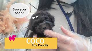 Video preview image #3 Poodle (Toy) Puppy For Sale in RENO, NV, USA