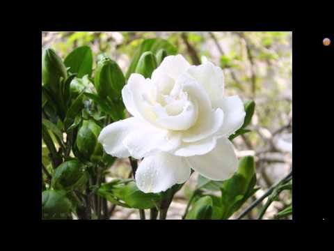 Hoa nhài - 茉莉花