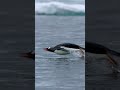 Gentoo Penguins Are The Fastest
