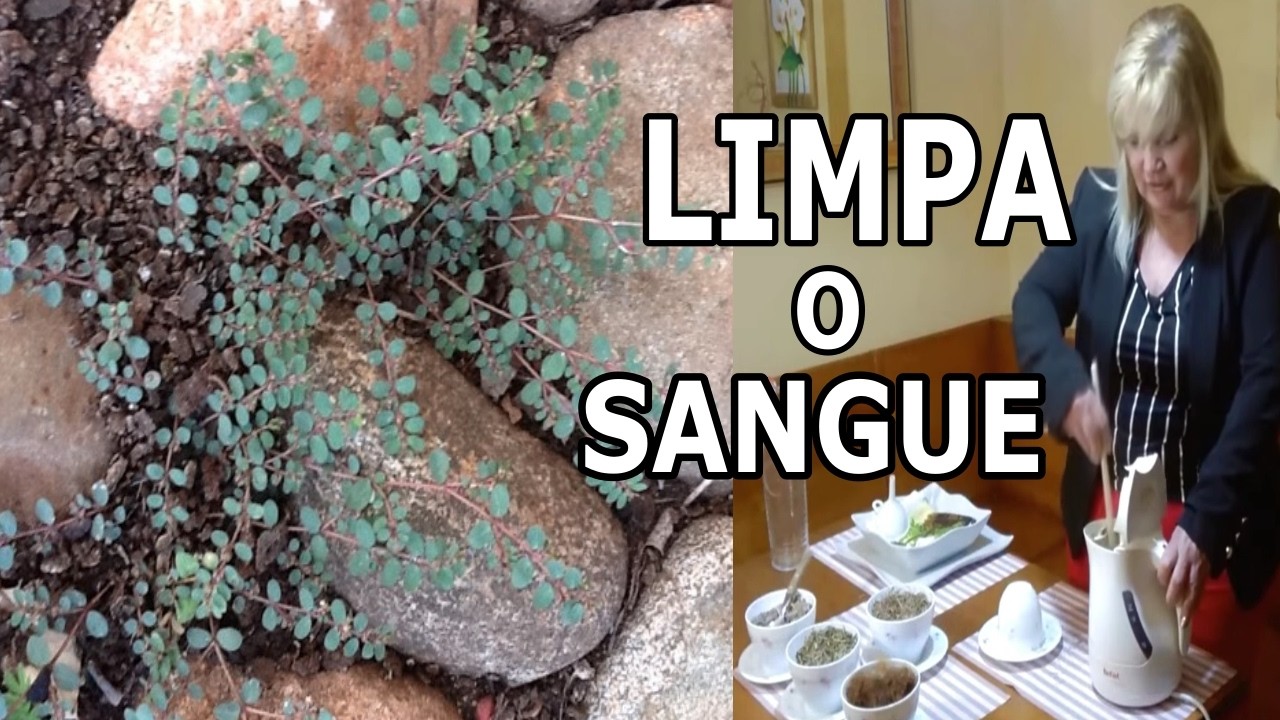 Acaba com Infecção Urinária, Inflamação, Pedra e Cistos nos Rins 💖  MARILENE SARAH FIALHO