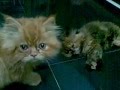 PERSIA KUCING NAKAL - YouTube