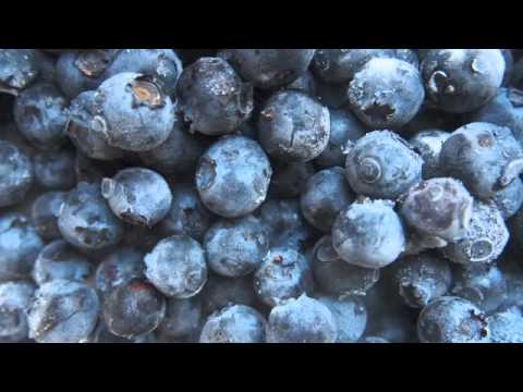 Blueberries Increase Life Span Beyond Calorie Restriction