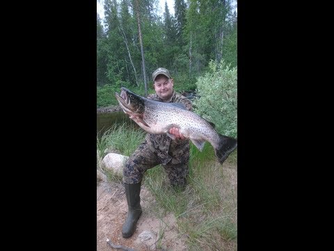 svanisträsk 2019. Taimen 6.5kg