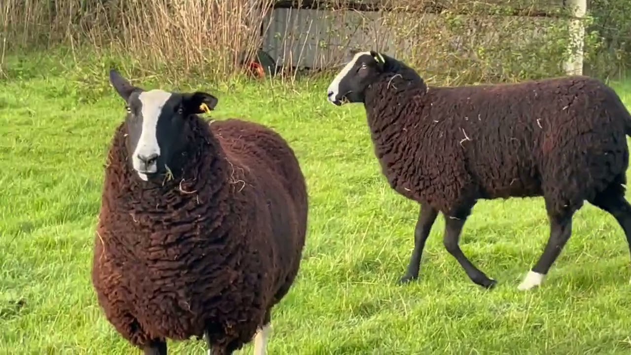 A gloriously beautiful morning & new sheep arrived on farm