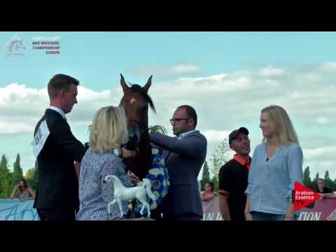 2ND PLACE  N.52 A KANZ OF KOSSACK - Chantilly 2017 European BC - Yearling Colts Champ. (Class 13)