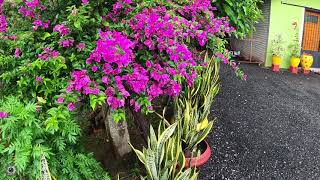 Download lagu Suasana Kampung (Hari Raya Aidiladha 2020) mp3