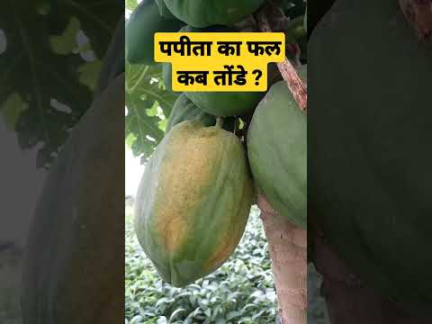 पपीता का फल कब तोंडे ?Harvesting of papaya.#papaya #organic #viral #fruit #nature