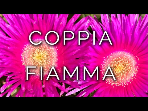 1591-IT Mara + Luca, COPPIA FIAMMA - Ipnosi Esoterica ∞ Lucio Carsi