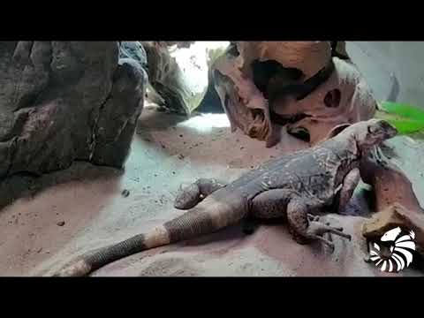 Chuckwalla (Sauromalus ater) — druhový profil, výskyt a strava
