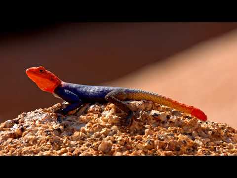 TECHNO MELÓDICO Moonwalk, Noir, Richard Judge, Nico Morano, Space Food, Two Are, Rauschhaus, Solomun