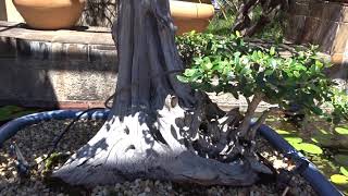 Olea europaea subsp. africana