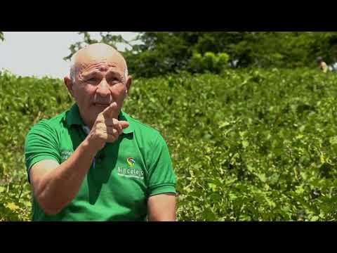 , title : 'Manejo agronómico del cultivo de berenjena- La Finca de Hoy'