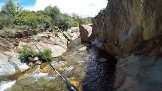 8 Truchas autóctonas en un precioso arroyo de montaña , pesca a mosquito