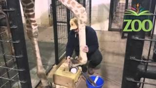 Giraffe Hoof Training