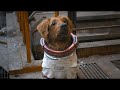 Cosmo The Spacedog She Is A Bad Dog WMP