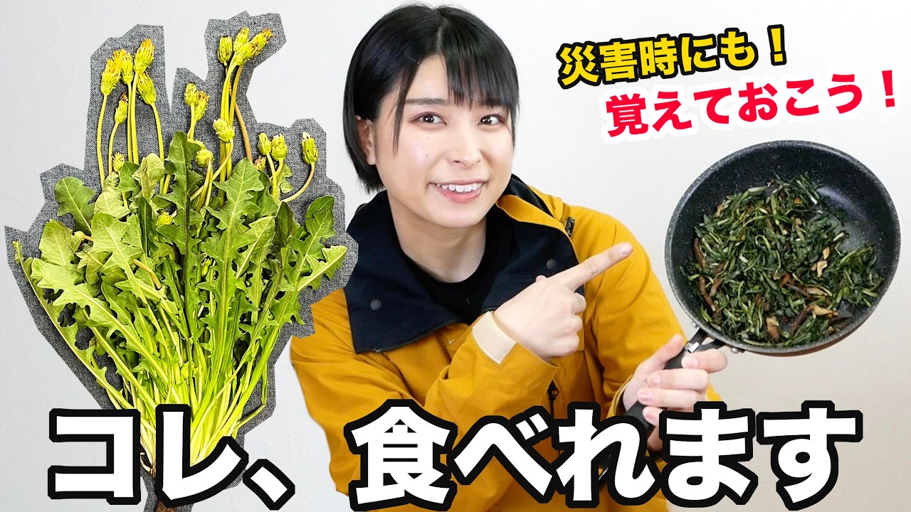 【防災×サバイバル】知らなきゃ損！美味すぎ！タンポポの味と食べ方を紹介！【防災キャンプ】
