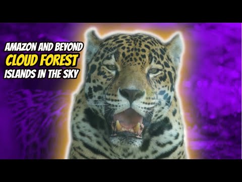 Cloud Forest Islands in the Sky | Zoo Miami