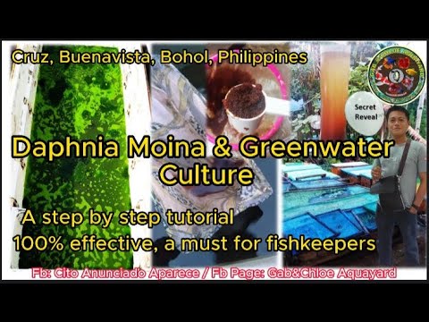 Daphnia Moina & Greenwater massive culture