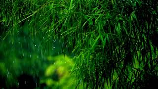 Download lagu video relaksasi : 1 menit dengan suara hujan di hutan dan video pemandangan mp3