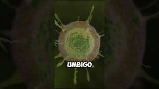 as bactérias do umbigo