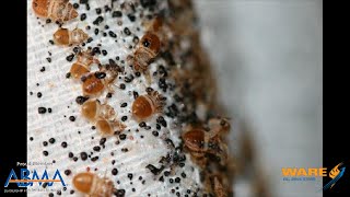 Killing Bedbugs with the power of Steam - Steam Culture