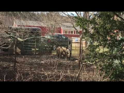Pigs at Hunnewell Farm in Wellesley, Mass.