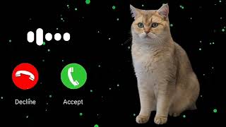 Download lagu nada dering suara kucing@Tahip mp3