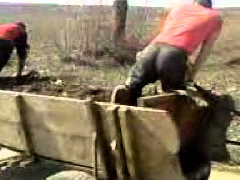 Nebunii din Dobromira