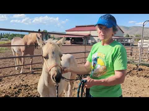 How to: Teach your colt to lead