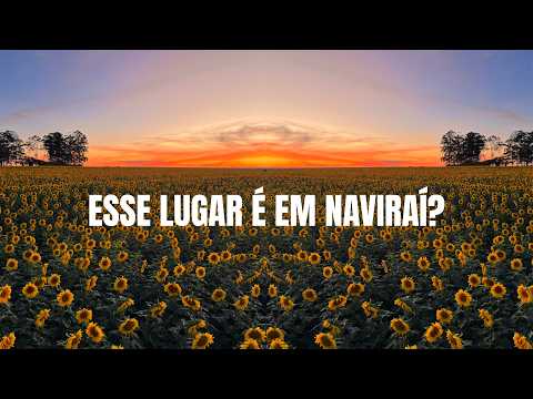 O lugar mais bonito de Naviraí? 🌻 Conheci o famoso campo de girassóis
